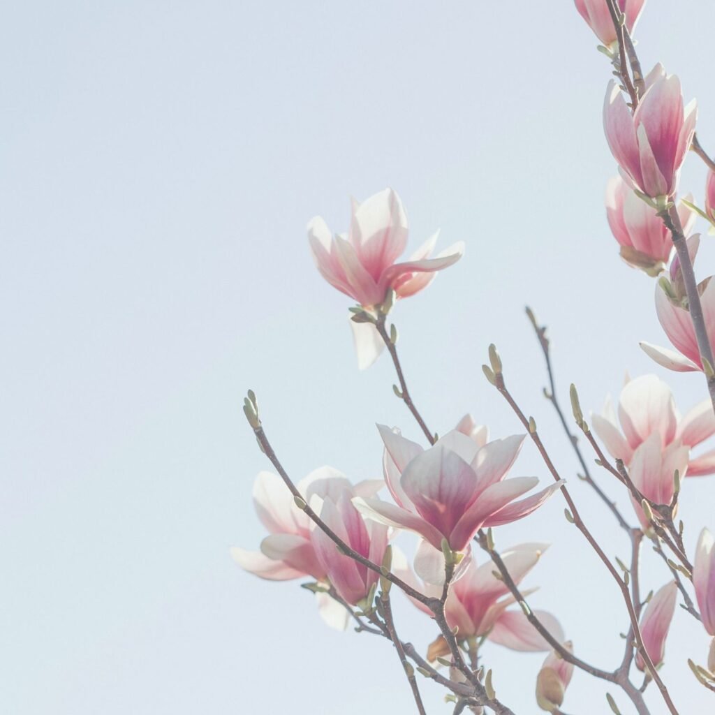 Magnolia tree on clear blue sky.